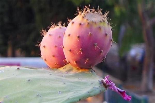 仙人掌果可以多吃嗎 仙人掌果吃多了會(huì)怎么樣 仙人掌果可以多吃嗎 仙人掌果吃多了會(huì)怎么樣