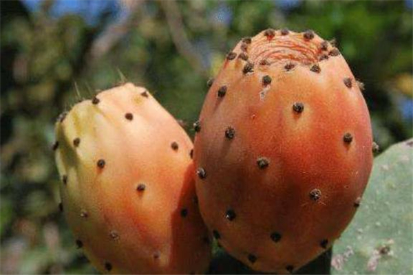仙人掌果可以放冰箱嗎 仙人掌果怎么保存 仙人掌果可以放冰箱嗎 仙人掌果怎么保存