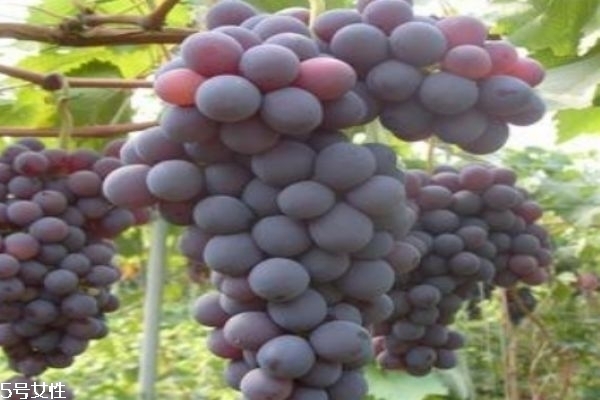 青提和紅提的區(qū)別 青提子的功效 青提和紅提的區(qū)別 青提子的功效