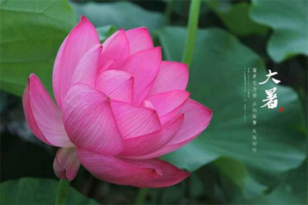 大暑過后會(huì)涼快嗎 大暑過后還要熱多久 大暑過后會(huì)涼快嗎 大暑過后還要熱多久