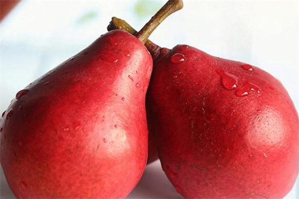 紅啤梨放軟了才能吃嗎 紅啤梨放幾天會變軟嗎 紅啤梨放軟了才能吃嗎 紅啤梨放幾天會變軟嗎
