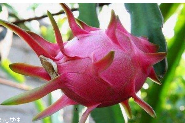 火龍果有什么作用 為什么火龍果吃了會拉肚子 火龍果有什么作用 為什么火龍果吃了會拉肚子