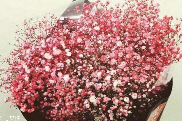 是什么滿天星 滿天星的寓意是什么 是什么滿天星 滿天星的寓意是什么