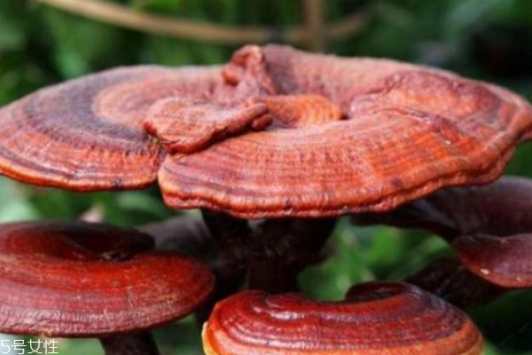 靈芝有什么功效呢 靈芝應(yīng)該怎么服用呢 靈芝有什么功效呢 靈芝應(yīng)該怎么服用呢