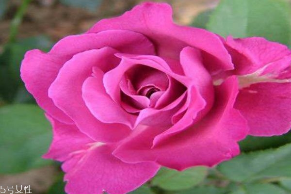 月季花有什么作用呢 月季花的花語是什么呢 月季花有什么作用呢 月季花的花語是什么呢