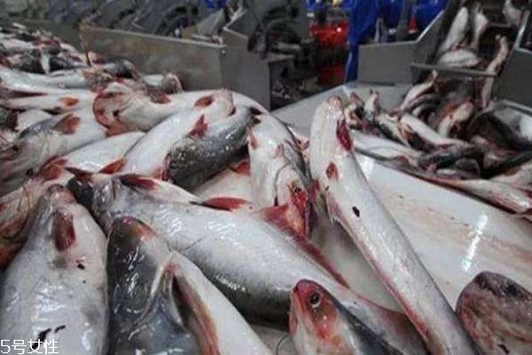 巴沙魚是什么魚呢 巴沙魚產(chǎn)自哪里呢 巴沙魚是什么魚呢 巴沙魚產(chǎn)自哪里呢