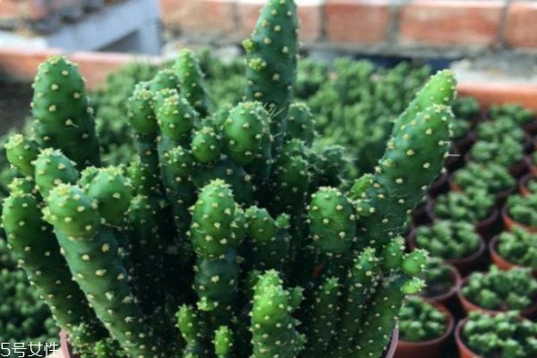 仙人掌有什么作用呢 仙人掌生活在什么環(huán)境里呢 仙人掌有什么作用呢 仙人掌生活在什么環(huán)境里呢