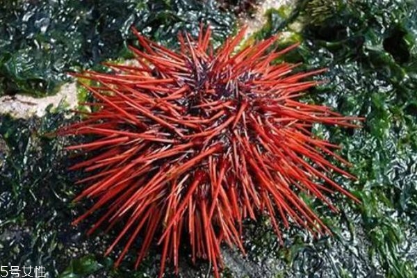 海膽生活在什么地方呢 海膽有什么營養(yǎng)價值呢 海膽生活在什么地方呢 海膽有什么營養(yǎng)價值呢