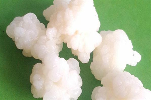 雪蓮菌能放冰箱嗎 雪蓮菌怎么保存 雪蓮菌能放冰箱嗎 雪蓮菌怎么保存