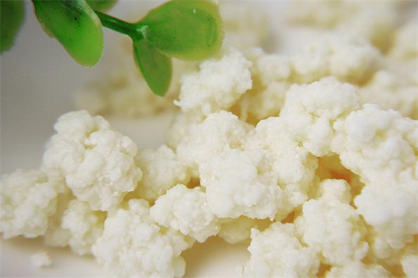 雪蓮菌泡牛奶有什么功效 雪蓮菌泡牛奶的做法 雪蓮菌泡牛奶有什么功效 雪蓮菌泡牛奶的做法