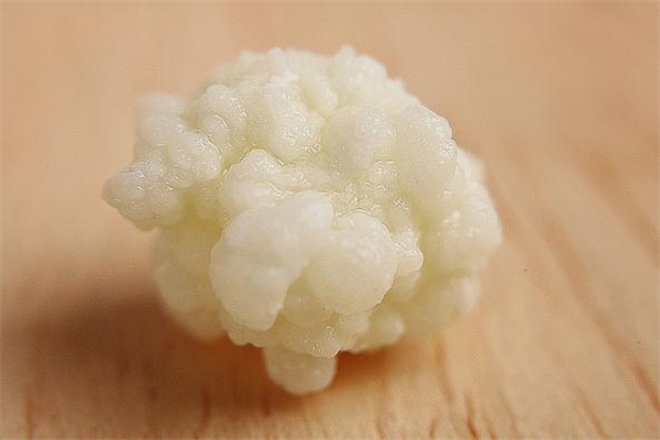 雪蓮菌泡牛奶有什么功效 雪蓮菌泡牛奶的做法 雪蓮菌泡牛奶有什么功效 雪蓮菌泡牛奶的做法