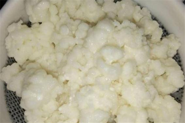 孕婦可以吃雪蓮菌嗎 雪蓮菌泡牛奶孕婦能喝嗎 孕婦可以吃雪蓮菌嗎 雪蓮菌泡牛奶孕婦能喝嗎