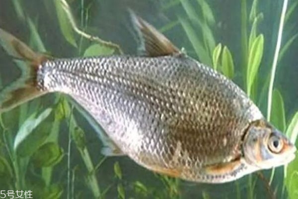 鳊魚(yú)是什么魚(yú)呢 鳊魚(yú)有什么營(yíng)養(yǎng)價(jià)值呢 鳊魚(yú)是什么魚(yú)呢 鳊魚(yú)有什么營(yíng)養(yǎng)價(jià)值呢