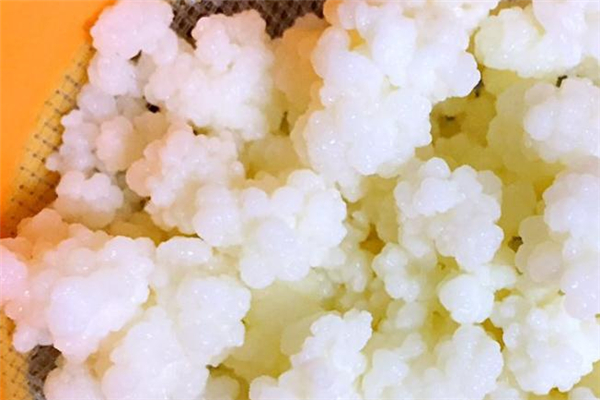 雪蓮菌能降血糖嗎 雪蓮菌能治糖尿病嗎 雪蓮菌能降血糖嗎 雪蓮菌能治糖尿病嗎