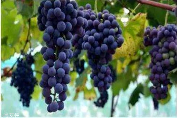 夏黑葡萄是什么葡萄呢 夏黑葡萄有什么營養(yǎng)價值呢 夏黑葡萄是什么葡萄呢 夏黑葡萄有什么營養(yǎng)價值呢
