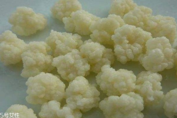 雪蓮菌可以怎么養(yǎng)殖呢 雪蓮菌怎么吃呢 雪蓮菌可以怎么養(yǎng)殖呢 雪蓮菌怎么吃呢