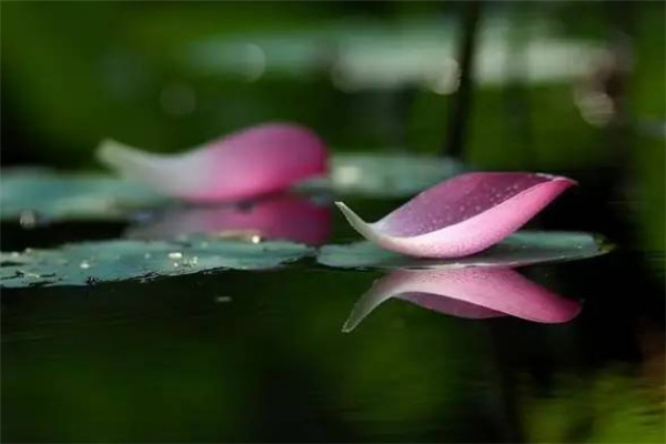 立秋能喝生姜水嗎 立秋節(jié)氣注意事項 立秋能喝生姜水嗎 立秋節(jié)氣注意事項