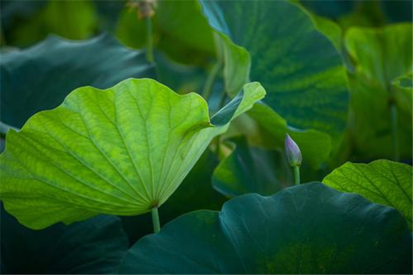 立秋能喝生姜水嗎 立秋節(jié)氣注意事項 立秋能喝生姜水嗎 立秋節(jié)氣注意事項