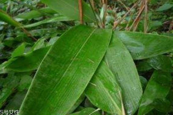 粽葉是什么植物的葉子 粽葉有什么作用呢 粽葉是什么植物的葉子 粽葉有什么作用呢