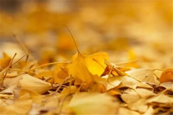 立秋可以吃西瓜嗎 可以適當(dāng)吃一點(diǎn) 立秋可以吃西瓜嗎 可以適當(dāng)吃一點(diǎn)