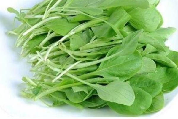 什么是雞毛菜 雞毛菜有什么作用呢 什么是雞毛菜 雞毛菜有什么作用呢