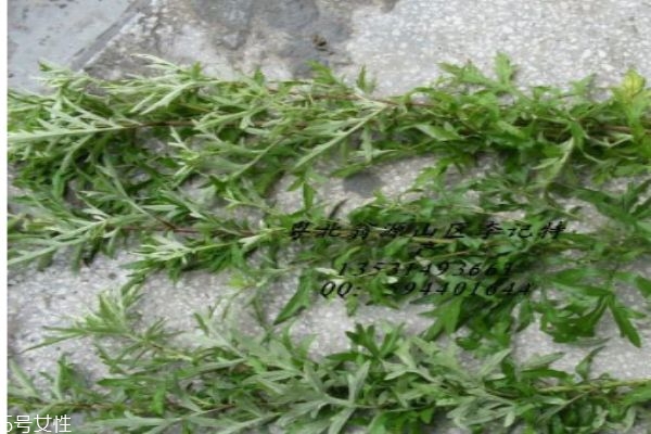 艾葉有什么作用呢 艾葉可以怎么用呢 艾葉有什么作用呢 艾葉可以怎么用呢