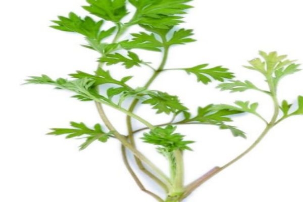 艾葉有什么作用呢 艾葉可以怎么用呢 艾葉有什么作用呢 艾葉可以怎么用呢