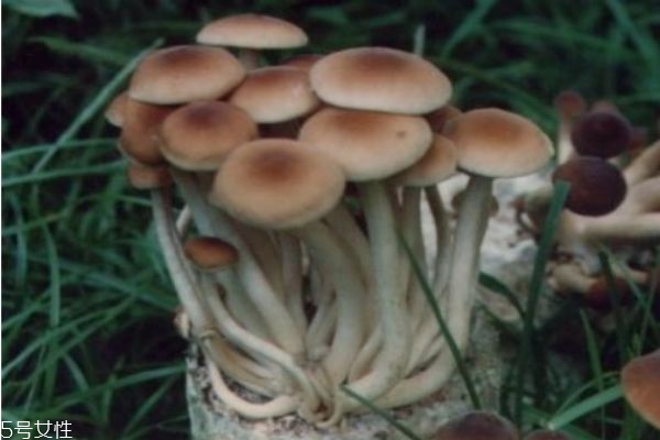 什么是茶樹菇呢 孕婦可以吃茶樹菇嗎 什么是茶樹菇呢 孕婦可以吃茶樹菇嗎