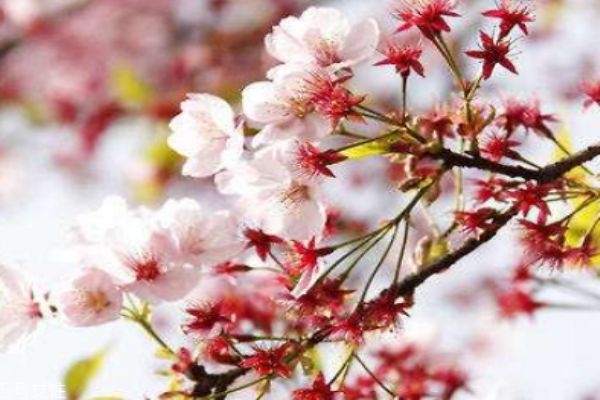 櫻花盛開在幾月份呢 櫻花有什么作用呢 櫻花盛開在幾月份呢 櫻花有什么作用呢