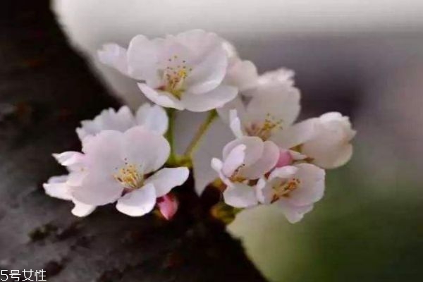 櫻花盛開在幾月份呢 櫻花有什么作用呢 櫻花盛開在幾月份呢 櫻花有什么作用呢