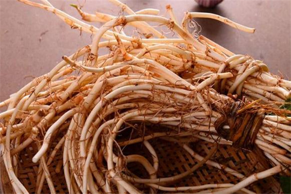 魚腥草和蒲公英的區(qū)別 蒲公英與魚腥草能同吃嗎 魚腥草和蒲公英的區(qū)別 蒲公英與魚腥草能同吃嗎