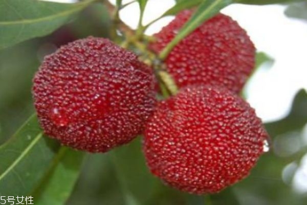 楊梅有什么營(yíng)養(yǎng)價(jià)值呢 吃楊梅有什么好處呢 楊梅有什么營(yíng)養(yǎng)價(jià)值呢 吃楊梅有什么好處呢