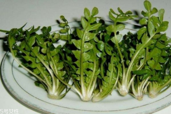 薺菜有什么禁忌人群嗎 吃薺菜要注意什么呢 薺菜有什么禁忌人群嗎 吃薺菜要注意什么呢