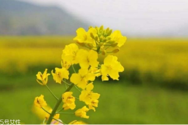 什么是油菜呢 油菜生長(zhǎng)在什么環(huán)境里呢 什么是油菜呢 油菜生長(zhǎng)在什么環(huán)境里呢