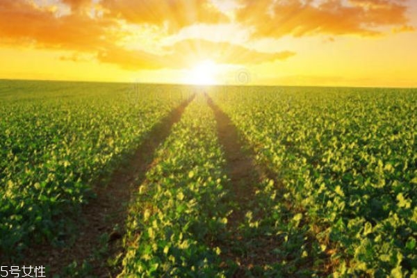 什么是油菜呢 油菜生長(zhǎng)在什么環(huán)境里呢 什么是油菜呢 油菜生長(zhǎng)在什么環(huán)境里呢