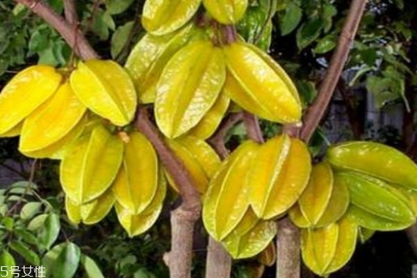 楊桃有什么營(yíng)養(yǎng)價(jià)值呢 吃楊桃有什么好處呢 楊桃有什么營(yíng)養(yǎng)價(jià)值呢 吃楊桃有什么好處呢