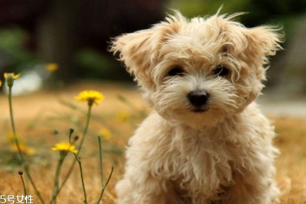 小狗應該怎么除蟲呢 什么是狗狗的內(nèi)蟲 小狗應該怎么除蟲呢 什么是狗狗的內(nèi)蟲