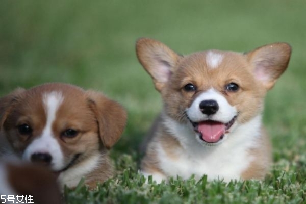 小狗應該怎么除蟲呢 什么是狗狗的內(nèi)蟲 小狗應該怎么除蟲呢 什么是狗狗的內(nèi)蟲