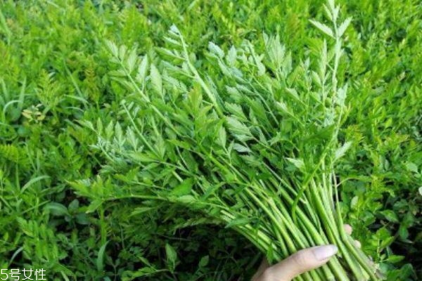 什么是野菜呢 野菜有什么營(yíng)養(yǎng)價(jià)值呢 什么是野菜呢 野菜有什么營(yíng)養(yǎng)價(jià)值呢