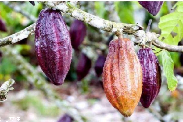 什么是可可果呢 可可果有什么作用呢 什么是可可果呢 可可果有什么作用呢