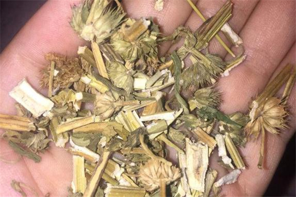 益母草熬水什么時候喝 益母草熬水能天天喝嗎 益母草熬水什么時候喝 益母草熬水能天天喝嗎