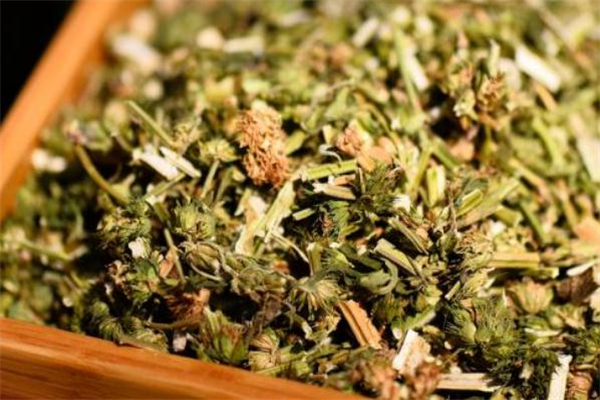 益母草熬水什么時候喝 益母草熬水能天天喝嗎 益母草熬水什么時候喝 益母草熬水能天天喝嗎