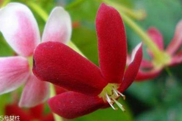 什么是使君子呢 使君子有什么作用呢 什么是使君子呢 使君子有什么作用呢