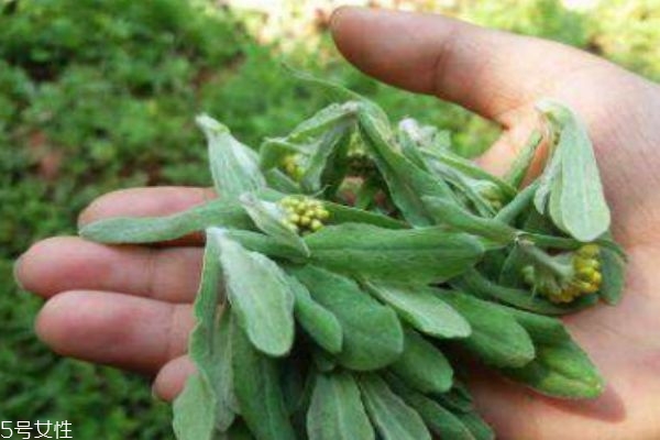 吃清明菜有什么好處呢 清明菜有什么禁忌呢 吃清明菜有什么好處呢 清明菜有什么禁忌呢