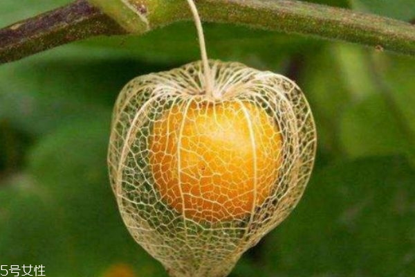 什么是燈籠果呢 燈籠果有什么營養(yǎng)價(jià)值呢 什么是燈籠果呢 燈籠果有什么營養(yǎng)價(jià)值呢