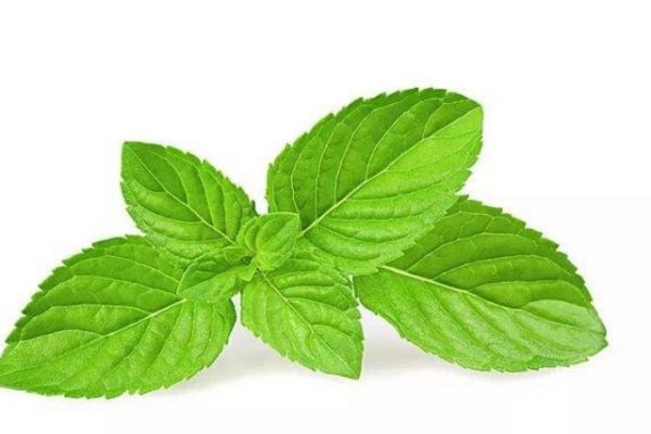 薄荷有什么作用呢 薄荷生長在什么環(huán)境里呢 薄荷有什么作用呢 薄荷生長在什么環(huán)境里呢