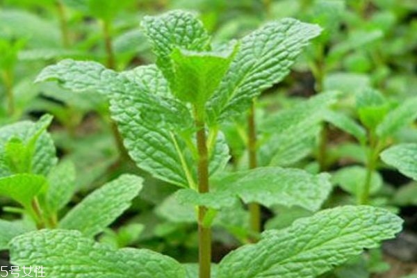 薄荷有什么作用呢 薄荷生長在什么環(huán)境里呢 薄荷有什么作用呢 薄荷生長在什么環(huán)境里呢