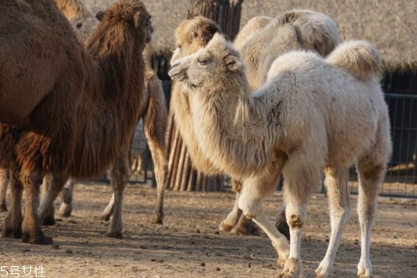 駱駝奶有什么營養(yǎng)價值呢 喝駱駝奶有什么作用呢 駱駝奶有什么營養(yǎng)價值呢 喝駱駝奶有什么作用呢