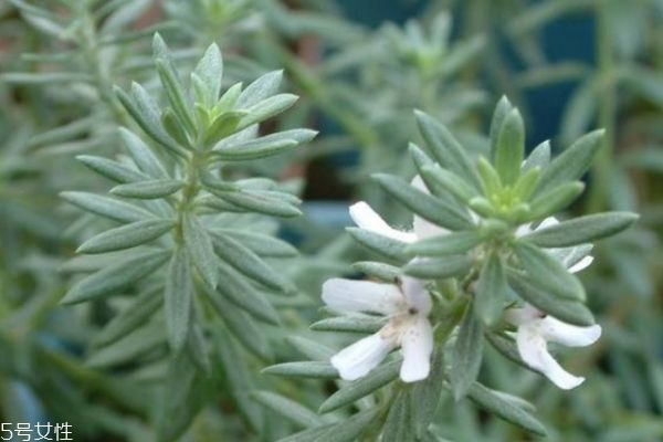 迷迭香的花語是什么呢 迷迭香的味道是怎么樣的呢 迷迭香的花語是什么呢 迷迭香的味道是怎么樣的呢