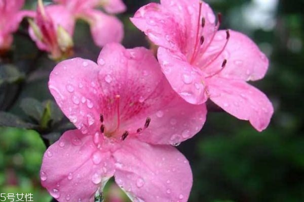 杜鵑花有什么作用嗎 杜鵑花生長在什么環(huán)境里呢 杜鵑花有什么作用嗎 杜鵑花生長在什么環(huán)境里呢